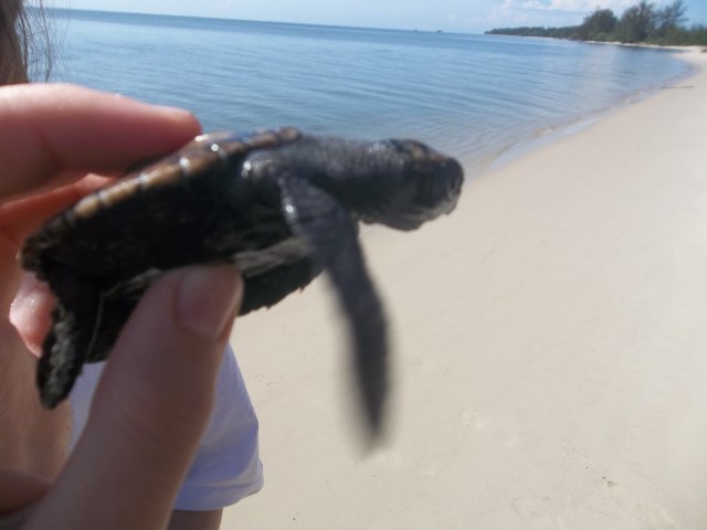 This is the turtle that I released into the ocean.  I named it Patent Pending.  