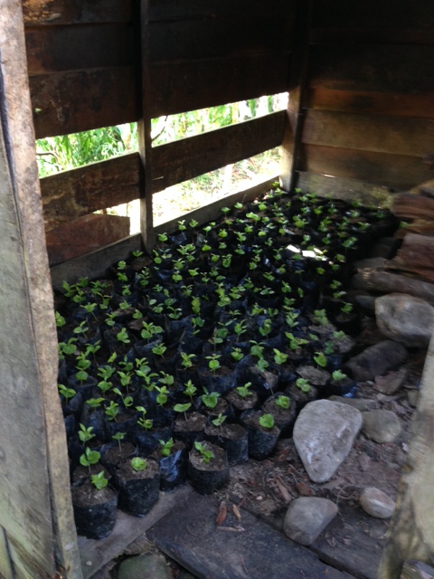 Propagated coffee trees growing in a makeshift greenhouse.