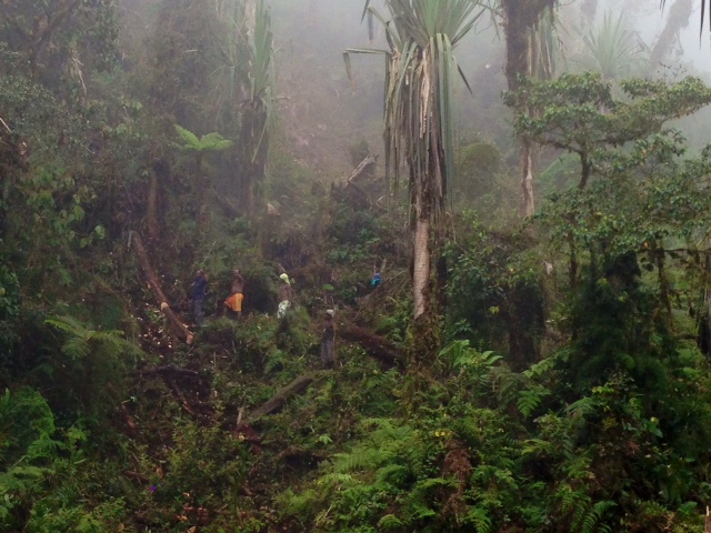 I took this picture on the first day, when the Papuans were cutting down the trees.  The only tools they used were machetes (to remove small limbs) and axes.