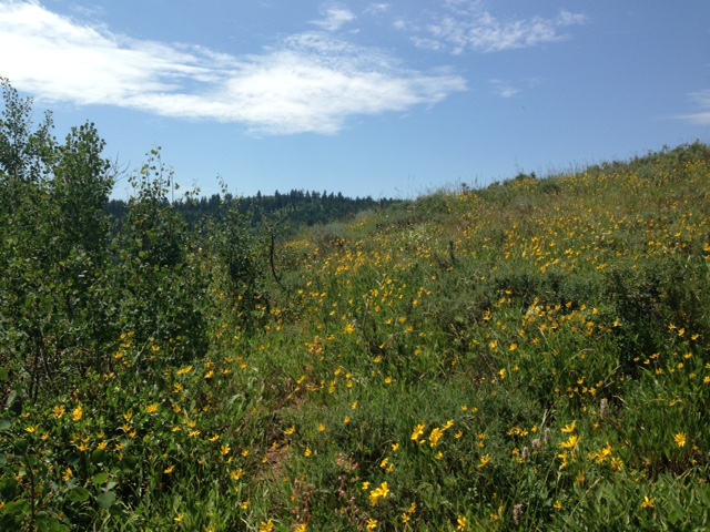 Chris's mom and and dad own an average near Bone Idaho. It was a spot where we would go camping as often as we could. Make a day trip up to see it and have dinner.